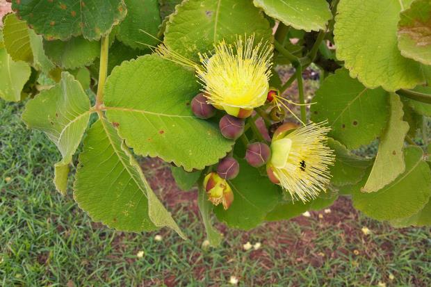 Flowers of the native piquiá tree