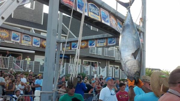 A fish is weighed in at the 40th annual White Marlin Open in Ocean City.