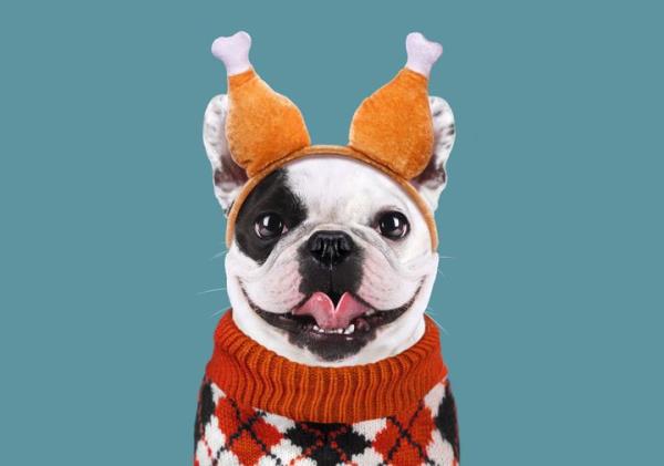 Many popular Thanksgiving foods are potentially harmful to pets. 